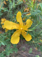 Hypericum revolutum revolutum