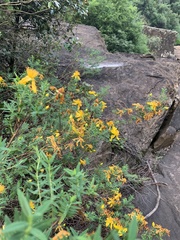 Hypericum revolutum revolutum