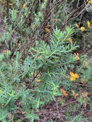 Hypericum revolutum revolutum