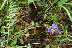 Oxytropis ambigua