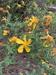 Hypericum revolutum revolutum