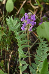 Oxytropis ambigua