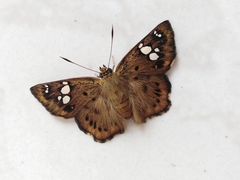 Coladenia indrani