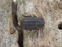 Trox scaber