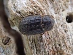 Trox scaber