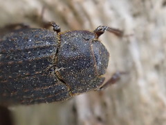Trox scaber