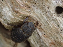Trox scaber