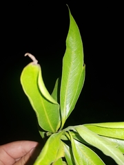 Daphnopsis americana