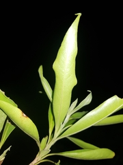 Daphnopsis americana