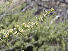 Baccharis pteronioides