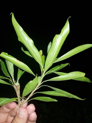 Daphnopsis americana