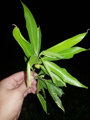 Daphnopsis americana