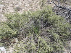 Baccharis pteronioides