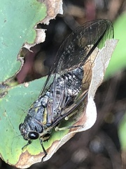 Physeema quadricincta