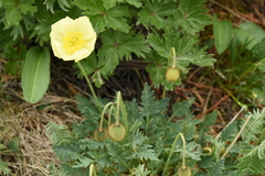 Papaver canescens