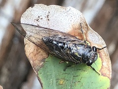 Physeema quadricincta