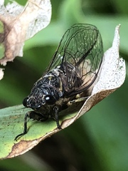 Physeema quadricincta