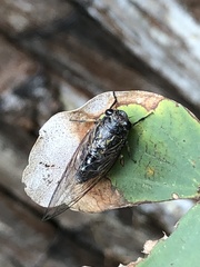 Physeema quadricincta