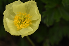 Papaver canescens