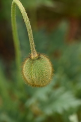 Papaver canescens