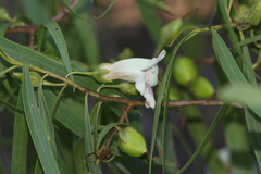 Eremophila bignoniiflora