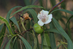 Eremophila bignoniiflora