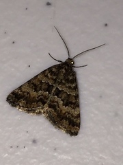 Dichromodes mesozona