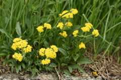 Patrinia sibirica