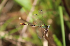 Erpetogomphus
