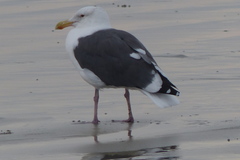 Larus occidentalis