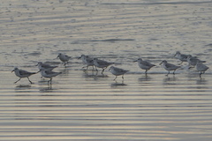 Calidris alba