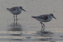 Calidris alba