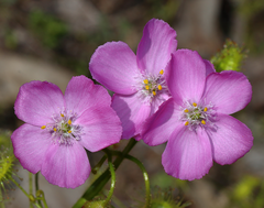 Drosera stricticaulis