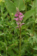 Pedicularis elata