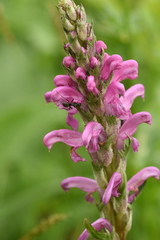 Pedicularis elata