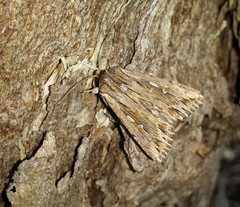 Persectania dyscrita