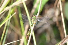 Erpetogomphus