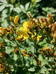 Hypericum elegans