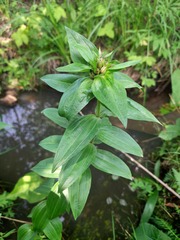 Gentiana dschungarica