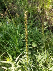 Pedicularis incarnata