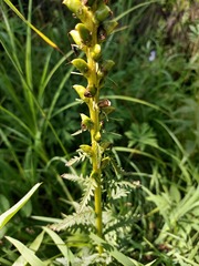 Pedicularis incarnata
