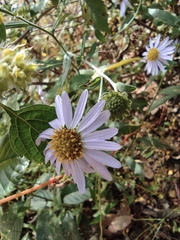 Aster lautureanus