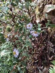 Aster lautureanus