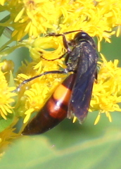 Stizoides renicinctus