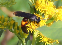 Stizoides renicinctus