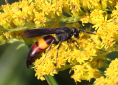 Stizoides renicinctus