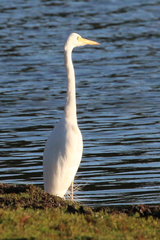 Ardea intermedia plumifera