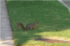 Sciurus niger