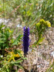 Veronica porphyriana