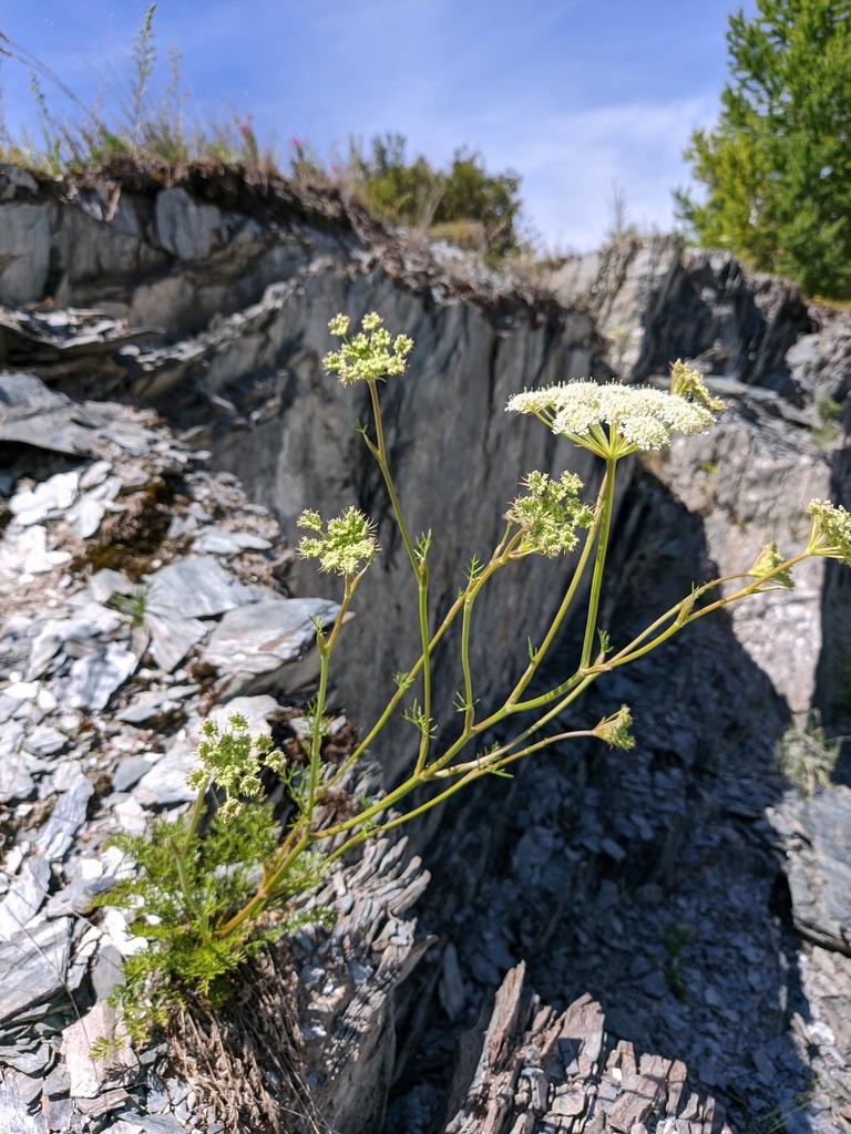 Kitagawia baicalensis